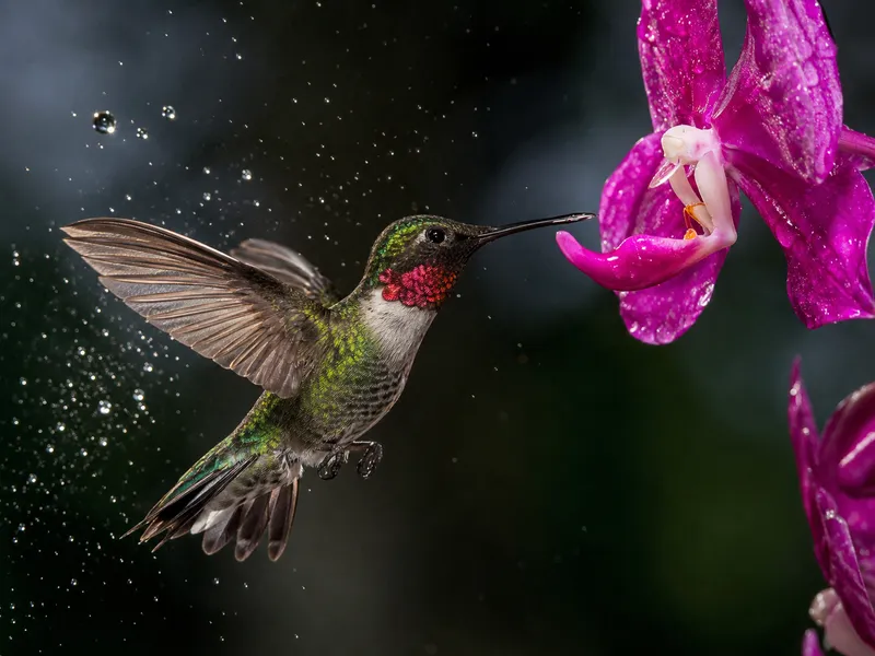 Hummingbird frozen mid-flight