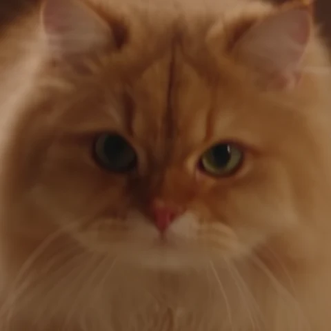 Same frame, zoomed in: Final · 1080p